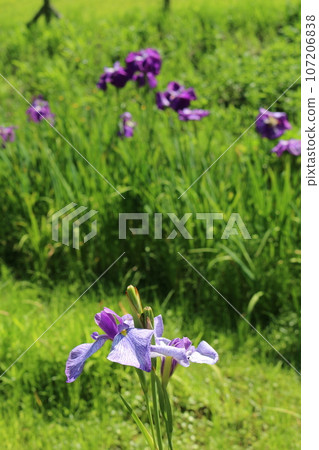 廣島三溪園鳶尾花 廣島三溪園鳶尾花 107206838