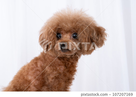 toy poodle  107207169