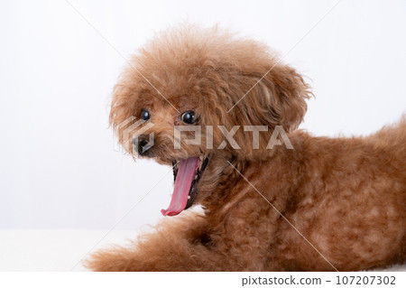 玩具貴賓犬 107207302