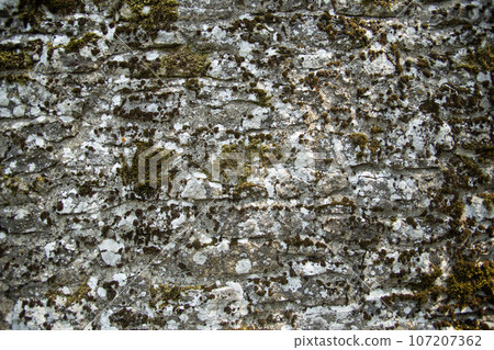 Background of an old stone monastery wall. Tuscany, Italy. High quality photo 107207362