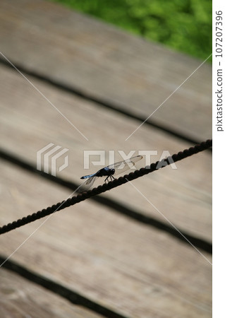 鹽卡拉通博 107207396