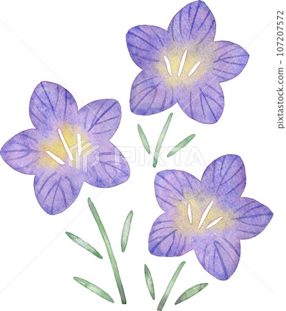 風鈴草花的水彩插圖 風鈴草花的水彩插圖 107207572