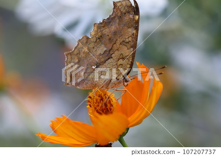 Kitateha從秋天花園裡盛開的橘色波斯菊中吸取花蜜 Kitateha從秋天花園裡盛開的橘色波斯菊中吸取花蜜 107207737