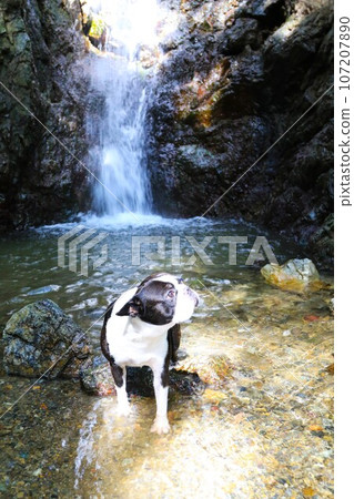 Mighty, a Boston terrier, looks up at the valley from the waterside of Shishigataki Falls in Moroyama Town ♡ 107207890
