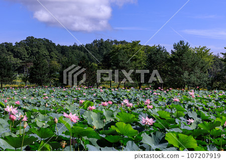 Lotuses in full bloom in the garden on the grounds of Tsurunoyu Onsen in Abira Town, Hokkaido [August] 107207919