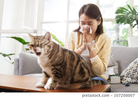 asian young woman sneezing and suffering from cat fur allergy at home. diseases from pet. 107208007