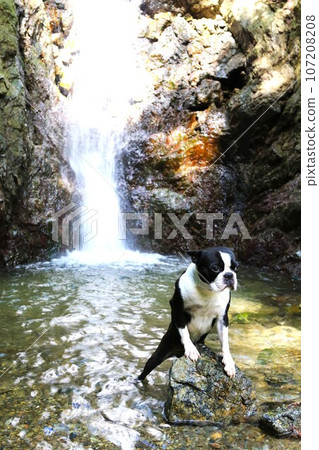 波士頓梗犬 Mighty 將爪子放在石頭上，凝視著毛呂山町獅瀑布瀑布的溪流♡ 107208208