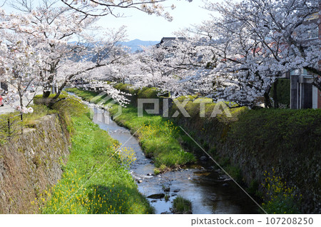 "Ichinosaka River" with cherry blossoms in full bloom (Yamaguchi City, Yamaguchi Prefecture) 107208250