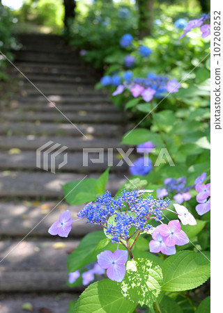 Hydrangea blooming walkway (Hydrangea Garden, Hikari City, Yamaguchi Prefecture) Hydrangea blooming walkway (Hydrangea Garden, Hikari City, Yamaguchi Prefecture) 107208252