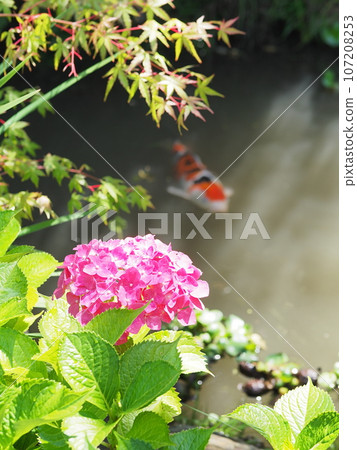 池中的紅繡球花和鯉魚（山口縣柳井市繡球花園） 107208253