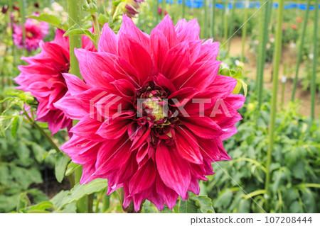 Umami Hill Park Dahlia Garden in full bloom 107208444
