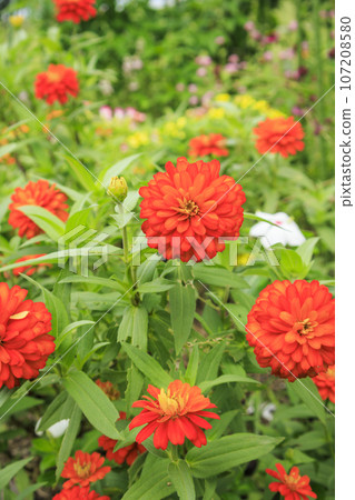 Umamikyuryo 公園 秋天的花朵盛開 107208580