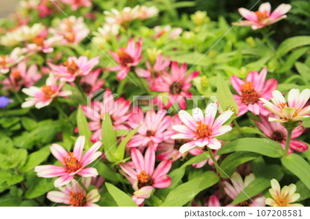 Umamikyuryo 公園 秋天的花朵盛開 Umamikyuryo 公園 秋天的花朵盛開 107208581