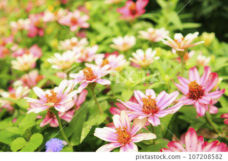 Umamikyuryo 公園 秋天的花朵盛開 107208582