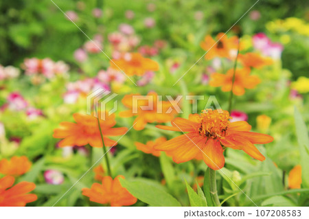 Umamikyuryo 公園 秋天的花朵盛開 107208583