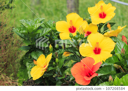 Umamikyuryo 公園 秋天的花朵盛開 107208584