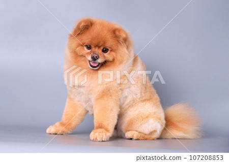 A Pomeranian dog with its mouth slightly open looks charmingly forward while sitting 107208853