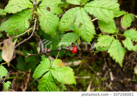 Hachimantai plant bramble Hachimantai plant bramble 107208881