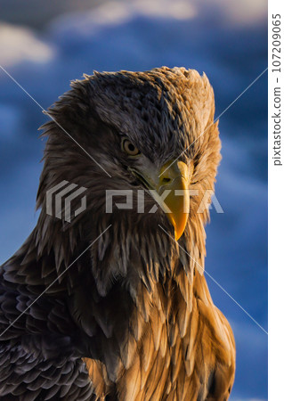 Adult white-tailed eagle perched on drift ice 107209065