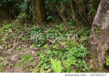 Plants of Hachimantai 107209117