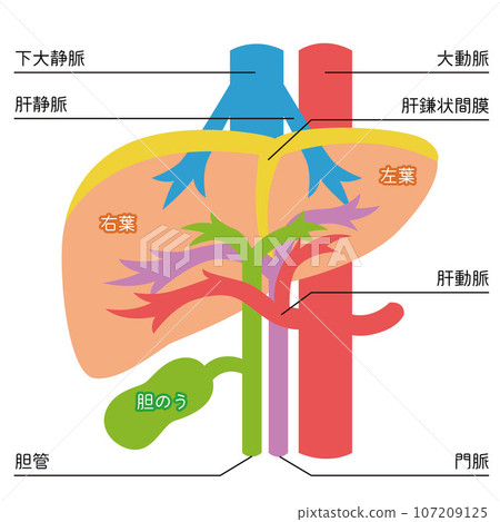 肝臟的例證 107209125