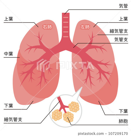 Illustration of the lungs Illustration of the lungs 107209170