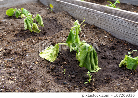Hot summer dryness destroying cultivated crops. Dehydration of Crop cucumber. Summer season 107209336