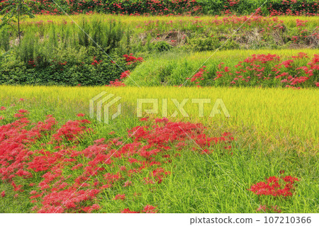 人琴主神社周圍盛開的一簇孤挺花 人琴主神社周圍盛開的一簇孤挺花 107210366