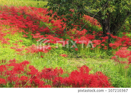 人琴主神社周圍盛開的一簇孤挺花 107210367