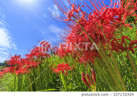 Cluster amaryllis blooming around Hitokotonushi Shrine Cluster amaryllis blooming around Hitokotonushi Shrine 107210384