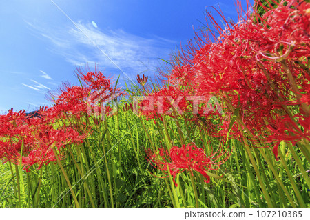 Cluster amaryllis blooming around Hitokotonushi Shrine 107210385