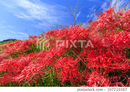 人琴主神社周圍盛開的一簇孤挺花 107210387