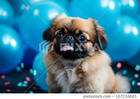 Blue pekingese best sale