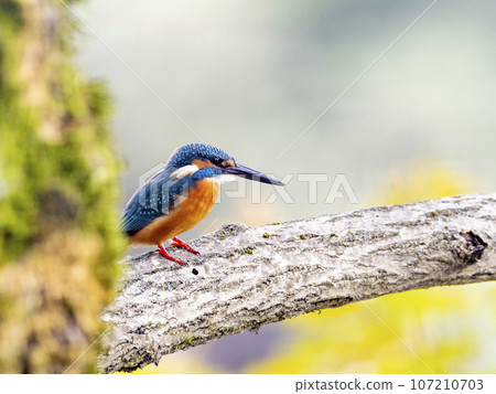 Kingfisher 107210703
