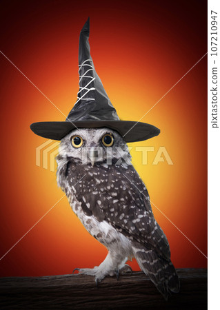 Owl wearing black witch hat stands on a log. Owl wearing black witch hat stands on a log. 107210947