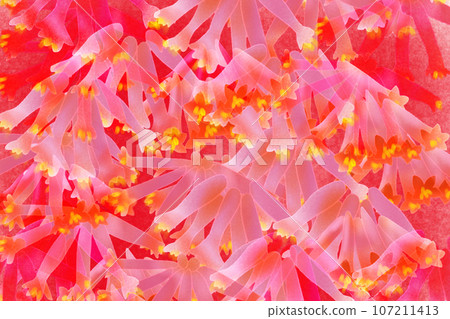 月神堂花卡 4 月神堂花卡 4 107211413