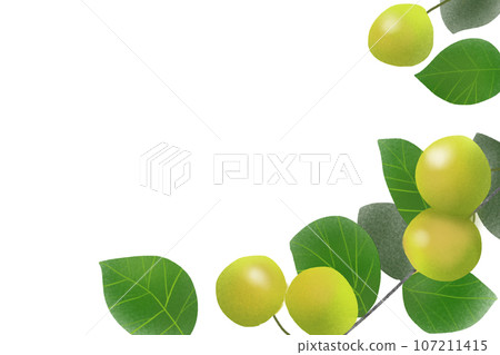 guava fruit card guava fruit card 107211415