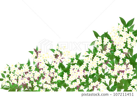 Abelia flower card 4 107211451