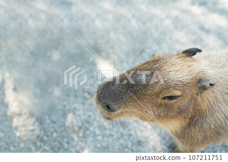 台灣 可愛 水豚 水豚君 千斤大老鼠 動物園 休息 吃草 カピバラ Capybara 台灣 可愛 水豚 水豚君 千斤大老鼠 動物園 休息 吃草 カピバラ Capybara 107211751