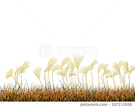 Susuki swaying in the wind Susuki swaying in the wind 107212088