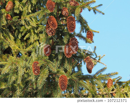 Spruce branches with large brown cones, juicy greenery against the blue sky. The awakening of nature, early spring, close-up. 107212371