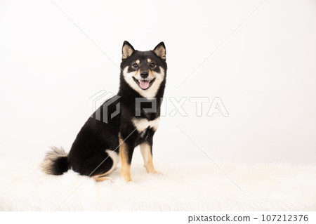 Kuromameshiba Sheri 坐在白色背景下 Kuromameshiba Sheri 坐在白色背景下 107212376