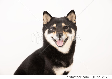 白色背景下微笑的雪莉黑豆芝的半身像 白色背景下微笑的雪莉黑豆芝的半身像 107212378