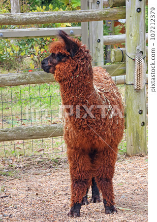 羊駝 107212379