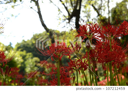 紅蜘蛛百合 107212459