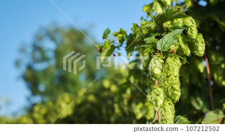 Wild hop harvest, branch with mature cones close-up with copy space Wild hop harvest, branch with mature cones close-up with copy space 107212502