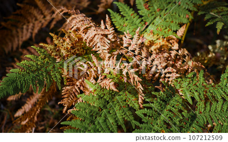 Full frame of green and yellow fern leaves in autumn forest, leaf banner or background concept 107212509