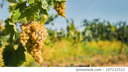 Ripe green grapes in the vineyards before harvest, selective focus, banner idea with space for text Ripe green grapes in the vineyards before harvest, selective focus, banner idea with space for text 107212522