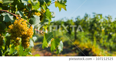 Bunches of green grapes in the vineyards before harvest, banner idea with space for text Bunches of green grapes in the vineyards before harvest, banner idea with space for text 107212525
