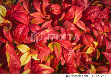 Autumn beautiful bush leaves, close-up, idea for a background or postcard with red and yellow leaves, autumn background 107212539
